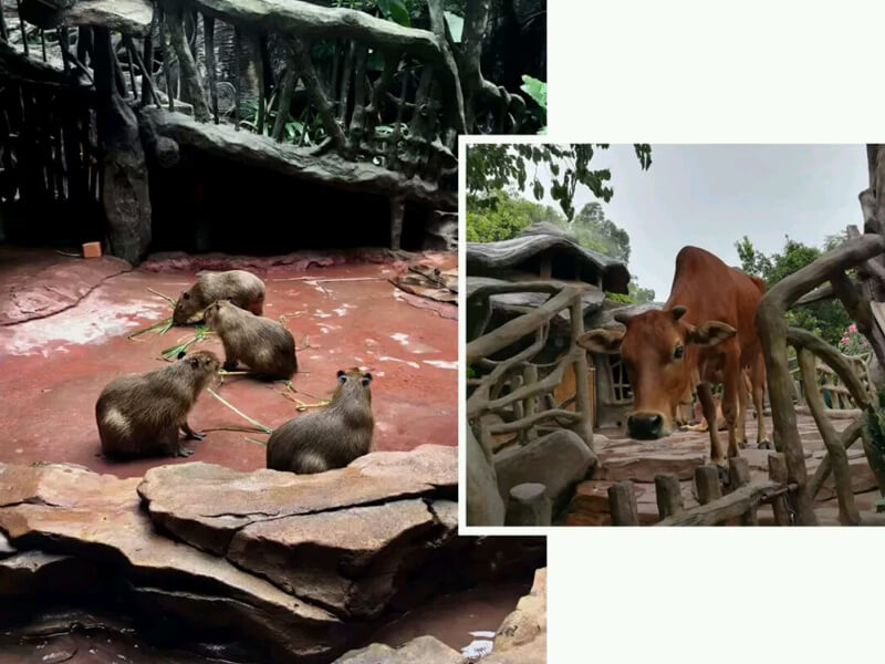 廣州敏視全體員工長鹿度假農(nóng)莊以及四海一家美食城一日游活動(dòng)